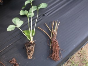 Cover photo for Takeaways for Cutoff Strawberry Plantings