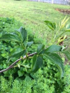 elderberry branch