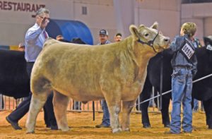 Cover photo for 2019 NC State Fair Market Steer Tag-in Dates & Locations