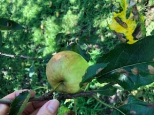 hand reaching for an apple