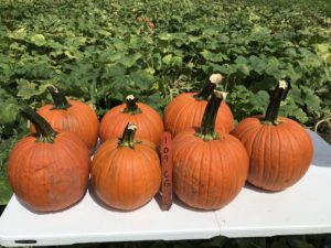 Cover photo for NC & VA Cooperative Extension Collaborate on Eastern Pumpkin Trial