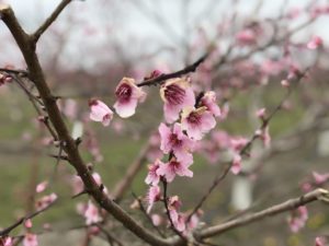 Peach bloom