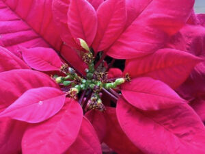 poinsettia