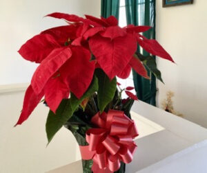 poinsettia