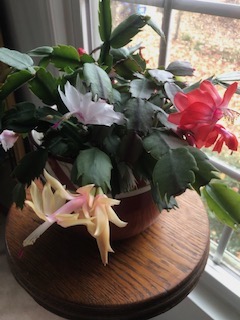 Christmas cactus in bloom