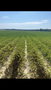 Cover photo for Spider Mites in Martin County Peanut Notes No. 215 2023