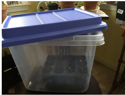 Plastic tote with stem cuttings inside 