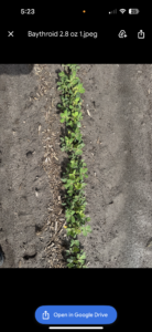 Cover photo for Dominic Reisig Injury From Thrips Feeding at Lewiston-Woodville on June 17 Peanut Notes No. 120 2025