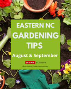 Eastern NC Gardening Tips for August and September